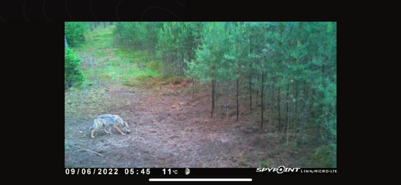 Jagd-Angler-Suite-04-Im-Wald-Am-See Kyritz Dış mekan fotoğraf